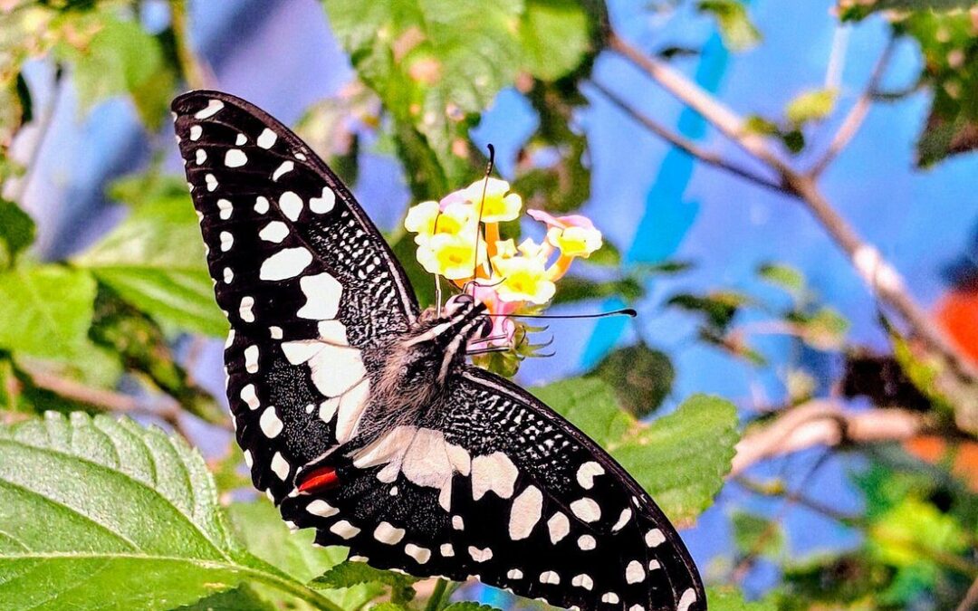 Santuario de Mariposas, Campo, City Tour y Playa