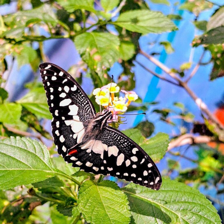 Butterfly sanctuary (Mariposal), Countryside, City Tour, and Beach