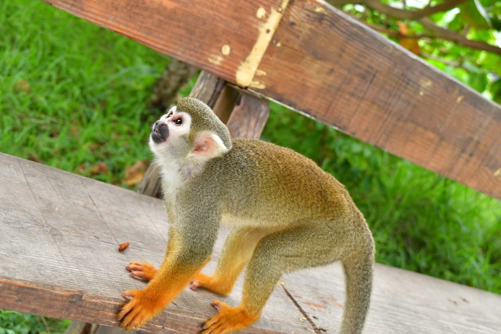 Tour Cascadas Damajagua y Monos Ardillas | Privado VIP 7